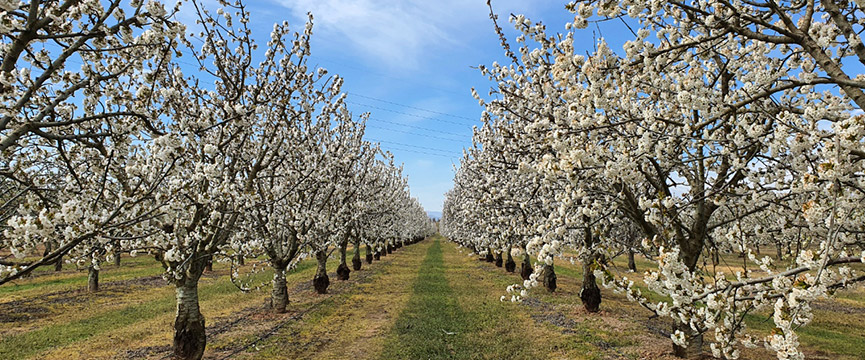 La floración de los cerezos en primavera