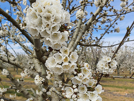 La floración de los cerezos en marzo