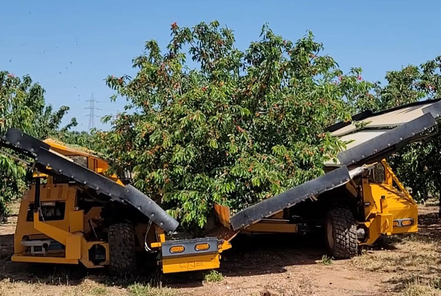 Recolección de cerezas mecanizada