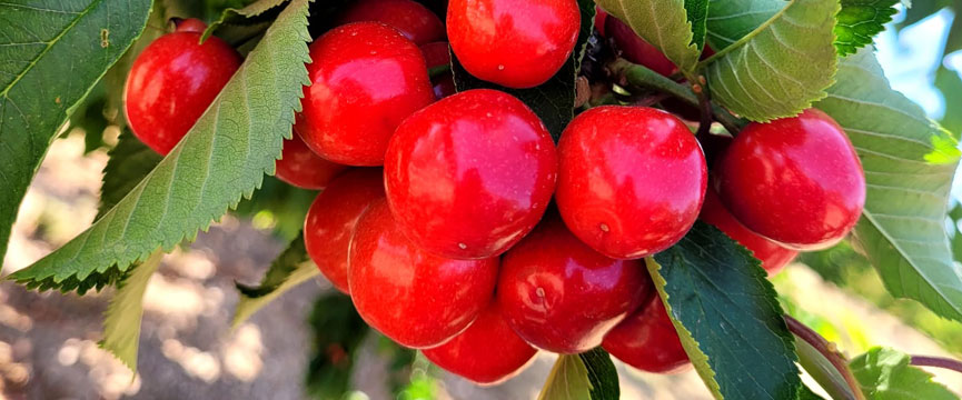 Recolección de cerezas