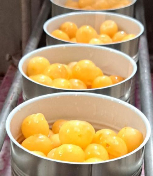 Producción de cerezas en almíbar