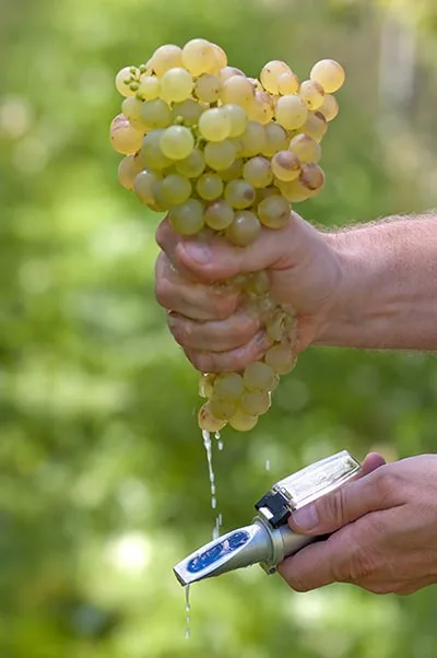 Degrees Brix in preserved fruit, as well as in fresh fruit, measured with a refractometer. Degrees Brix in preserved fruit and fresh fruit are measured with a refractometer.