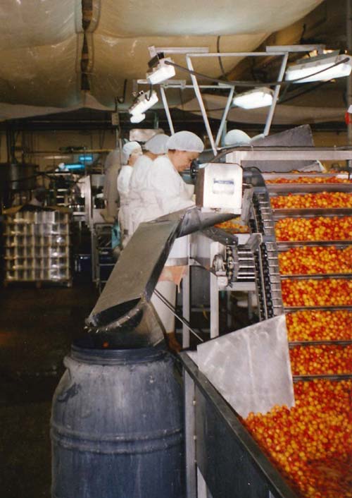 Processing cherries in the eighties when a new plant was built to make quality candied fruits and cherry in syrup.