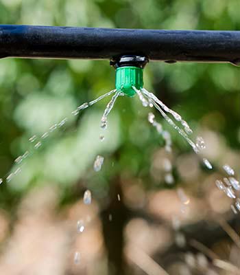 We are proud of the new irrigation systems implemented in the plantations that supllies our candied fruits factory. Irrigation systems are generating significant savings in Lazaya's plantations.