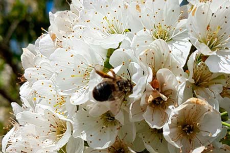 Bee polination in the cherrytrees plantations thar supply our factory with the best fruit.
