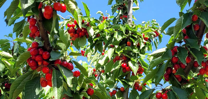 Lazaya's preserved cherries process
